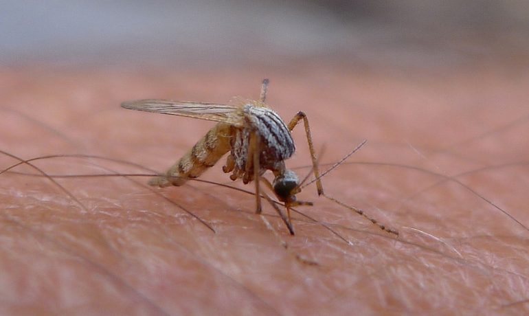 CRISPR-modified mosquitoes? Scientists are getting there